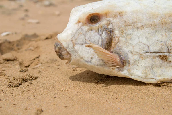Tote Fugu-Fische im Sand — Stockfoto
