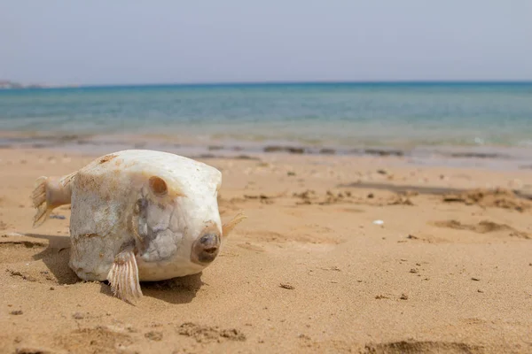 Tote Fugu-Fische im Sand — Stockfoto