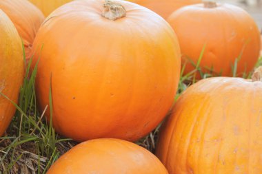 korkunç turuncu halloween balkabağı jack o latern.