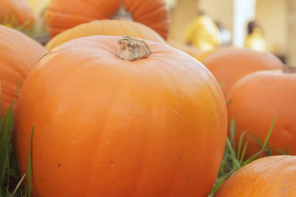 scary orange  halloween pumpkin jack o latern.