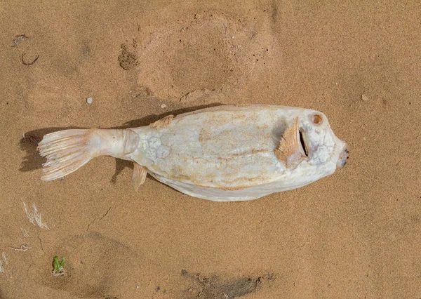 Peixe fugu branco morto na areia — Fotografia de Stock