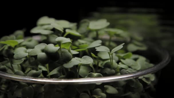 Microgreen brokkoli-fekete háttér — Stock videók