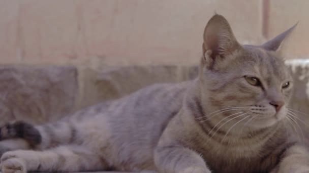 Египетская кошка Мау с красивыми глазами, смотрящая в камеру — стоковое видео