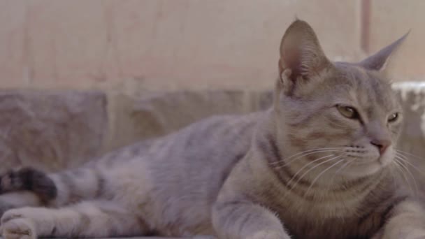 Chat égyptien Mau avec de beaux yeux regardant la caméra 