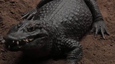 Timsah yaklaşık saldırı etmektir