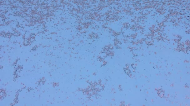 Flocons de neige tombent sur le verre et fondent — Video
