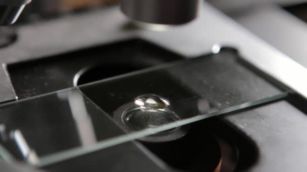 Forskare studerar preparatet med Mikroskop — Stockvideo