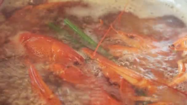 沸水中的红小龙虾 — 图库视频影像