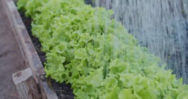 Bahçedeki Çiçekleri Sulamak. Arka bahçe Bahçe