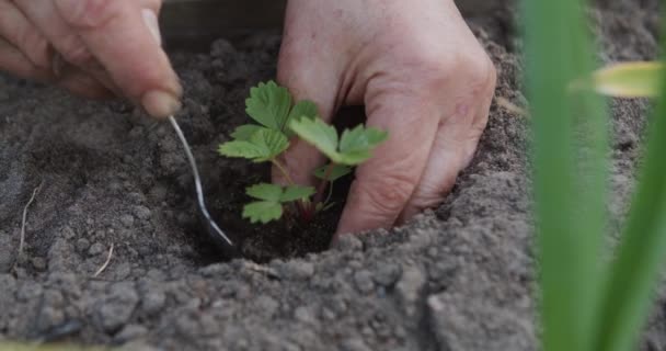 Het planten van aardbeiplanten op de grond — Stockvideo