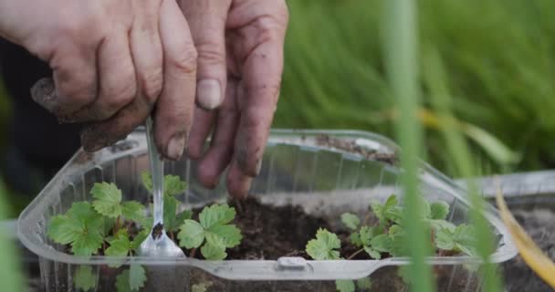 Plantera jordgubbsgroddar på jorden — Stockvideo