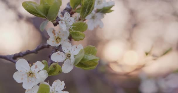 Flores Blancas Florece en las Ramas Ciruela — Vídeo de stock