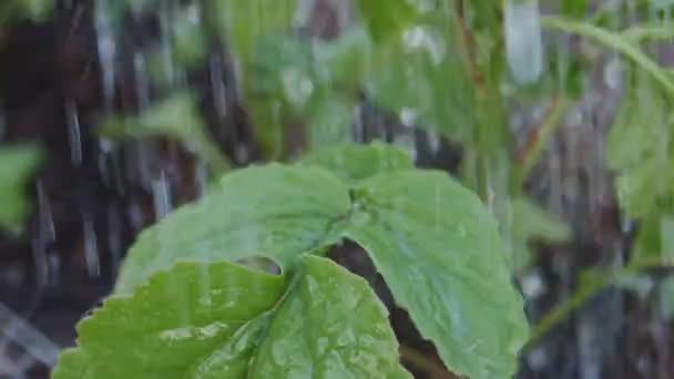 Vattna växter på bakgård Trädgårdsskötsel — Stockvideo