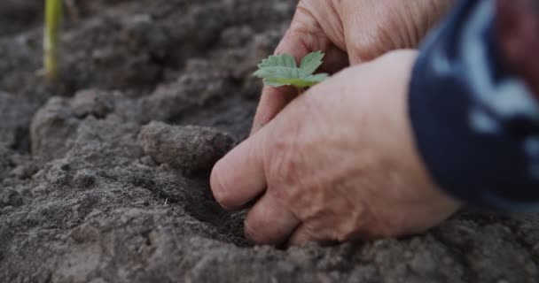 Sadzenie kiełków truskawek na ziemi — Wideo stockowe