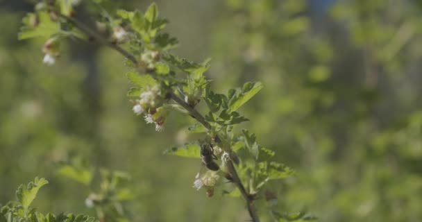 Dos abejas de miel volando alrededor de flores — Vídeo de stock