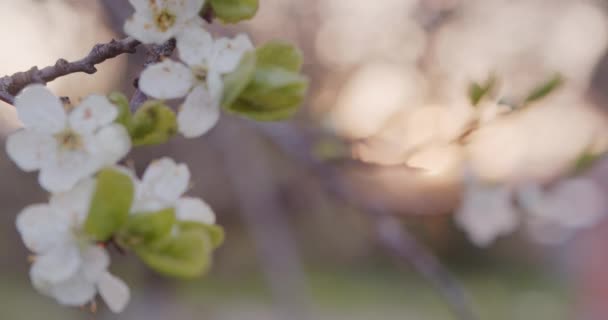 Flores de ciruela en una rama de ciruelas florecen — Vídeo de stock