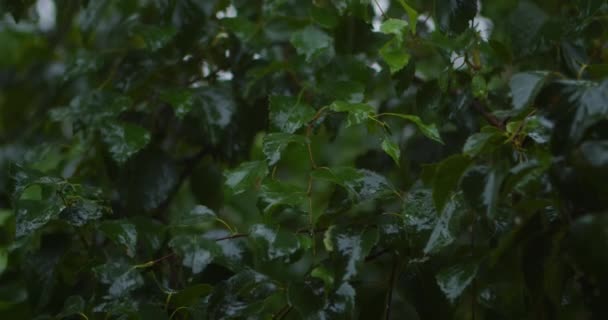 Regen op de bladeren van de berk — Stockvideo