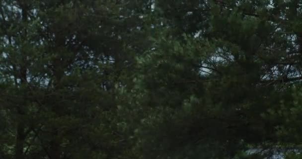 가문비나무, 바람에 흔들 리는 가지 — 비디오