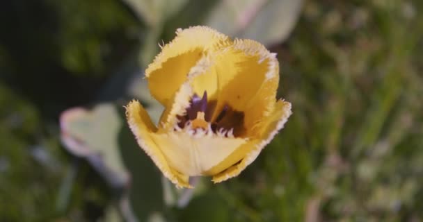 Ένα όμορφο κίτρινο λουλούδι τουλίπας υπό το φως του ήλιου. — Αρχείο Βίντεο
