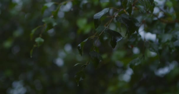 Lluvia sobre las hojas del abedul — Vídeo de stock