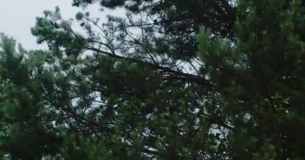 Niebieski świerk, gałęzie kołyszące się na wietrze — Wideo stockowe