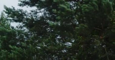 Mavi ladin, rüzgarda sallanan dallar