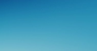 Etrafta uçuşan bir sivrisinek sürüsü.