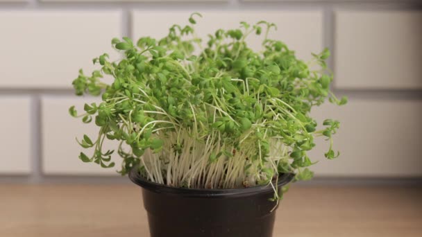 Молодая редька, микрозеленая капуста на кухонном столе — стоковое видео