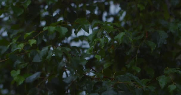 Дощ на листі берези — стокове відео
