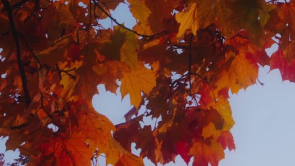 Sonbahar akçaağaç yaprakları mavi gökyüzünde — Stok video