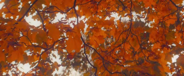 Podzimní javorové listy nad oblohou — Stock video