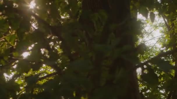 Sinar matahari yang cerah melalui pohon-pohon. — Stok Video