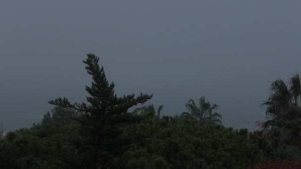 Trees end Mediterranean Sea In Strong Wind And Rain — Stock Video