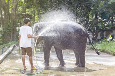 Bebek bir fil adam yıkar 