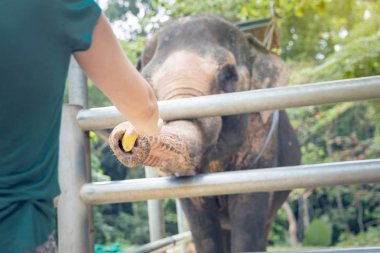 kadın bir fil beslemeleri