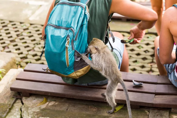 Małpa Lesie Kradnąc Jedzenie Plecaka Turystycznego — Zdjęcie stockowe