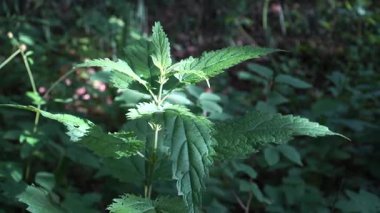 Isırgan otunun (Urtica dioica) yoğun bir orman çalılığı içinde benekli güneş ışığıyla yıkanmış ayrıntılı bir yakın çekimi. Tırtıklı yaprakları açıkça görülüyor..