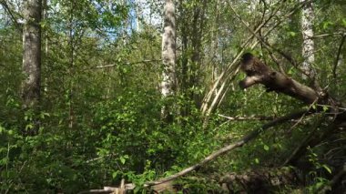 Yoğun bir yaz ormanı sahnesi doğal yenilenmeyi gösteriyor. Devrilmiş ağaç gövdeleri canlı yeşil çalılıkların ve tomurcuklanan yaprak döken ağaçların arasında uzanır. Parlak güneş ışığıyla yıkanırlar..
