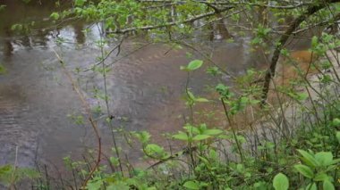 Canlı yeşil bitkilerin ve dalların yakın plan görüntüsü yavaşça akan kahverengi bir nehri çerçeveliyor. Sahne, sağlıklı bir orman nehir kıyısı ortamının huzurlu atmosferini yakalıyor..
