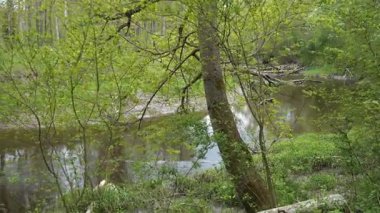 Bahar zamanı yemyeşil bir ormanda dolaşan vahşi bir nehrin dinamik görüntüsü. Taze yeşil yapraklar, akan suyu kaplayan ve doğal yenilenmeyi yakalayan devrilmiş ağaçların etrafında ortaya çıkar..