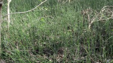 Atkuyruklu bitkiler orman zemininde yoğun bir şekilde yükselirler, organik atık ve fidanlarla karışarak doğal ekosistemlerdeki bitki örtüsünün dayanıklılığını gösterirler. Yakınlaştırma görünümü tarzında çekilen bir manzara.