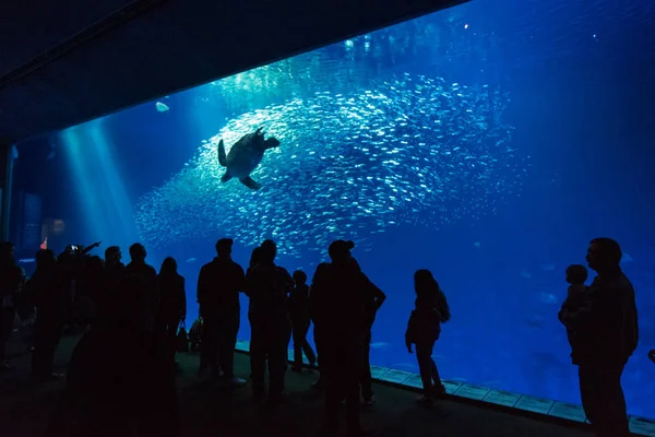 巨大な水槽の中にいる一群の観察者による大きなウミガメの泳ぐ姿 — ストック写真