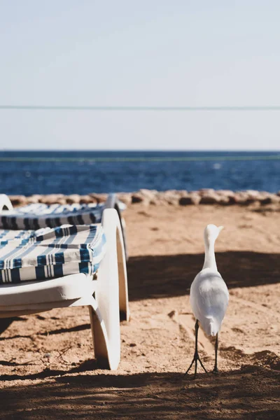 Cattle Egret Beach Egypt — Stock Photo, Image