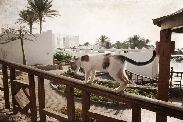 Konstverk Vintage Stil Katt Tourist Resort Sharm Sheikh Egypten — Stockfoto