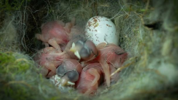 Footage Some Sleepy Baby Chickadees Hatch Day — Stock Video