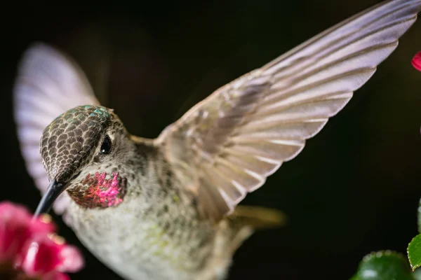 Photograph Hummingbird Closeup Shot Dark Background — Stock Photo, Image