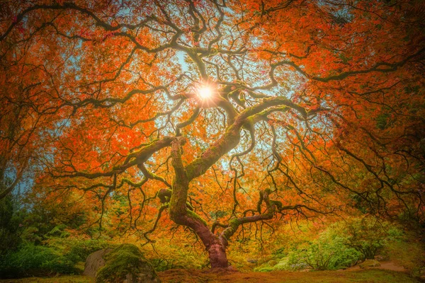 Bu bir Japon Akçaağaç Sonbahar renkleri panorama fotoğrafı.