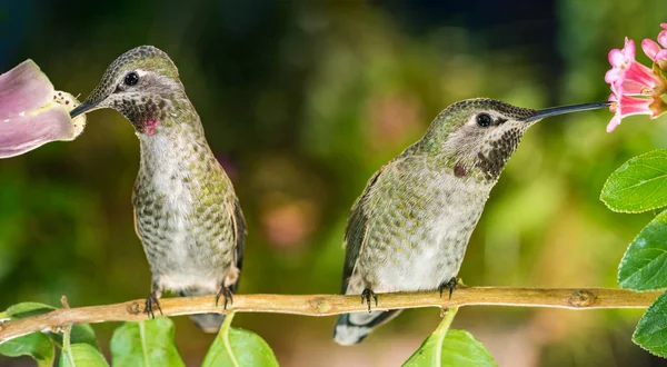 Une Photographie Deux Colibris Sur Brindilles Profitant Leurs Propres Fleurs — Photo