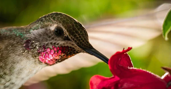 Head Shot Hummingbird Reflective Red Chin — Stock Photo, Image