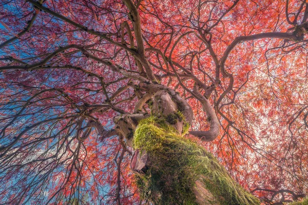 Das Foto Eines Japanischen Ahorns Herbstfarben Mit Blauem Himmel Und — Stockfoto
